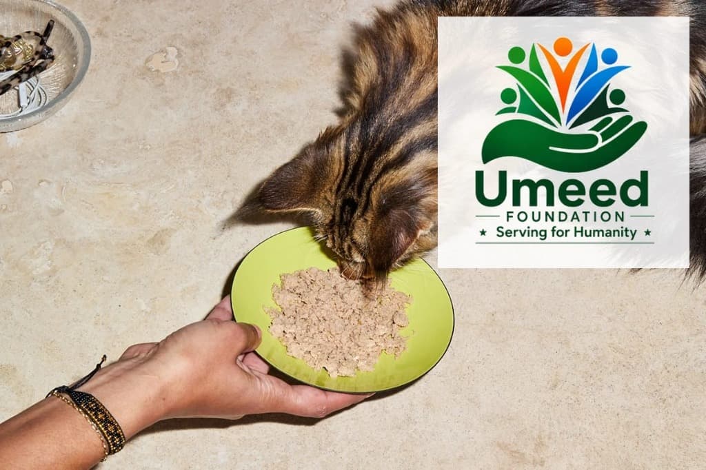 Umeed Foundation Fresh Meal Plate Serving for Stray Cat